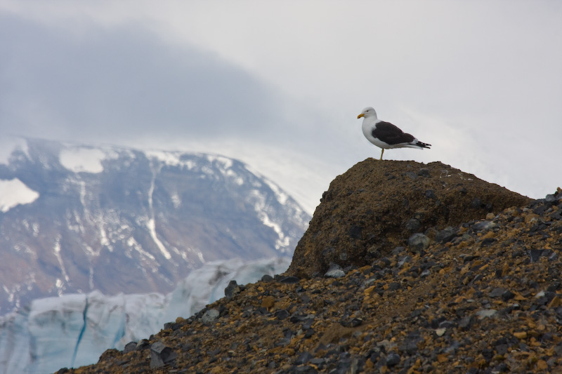 Kelp Gull